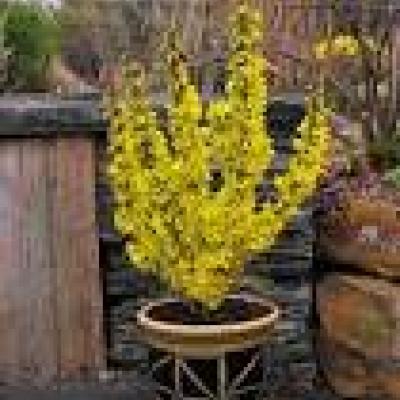 FORSYTHIA NIMBUS