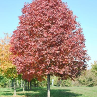 FRAXINUS AMERICANA AUTUMN PURPLE