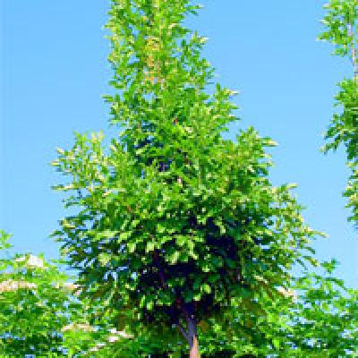 FRAXINUS ORNUS OBELISK