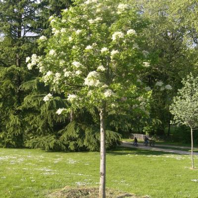 FRAXINUS ORNUS