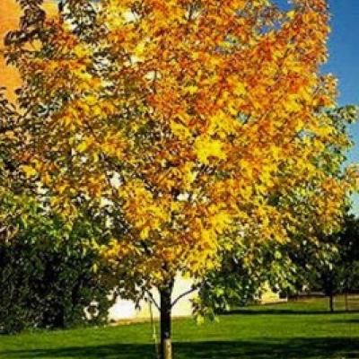 FRAXINUS PENNSYLVANICA SUMMIT