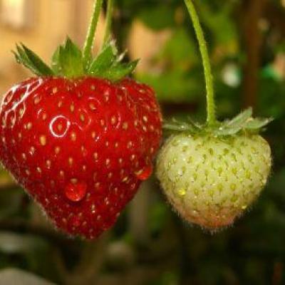 FRAGARIA VESCA