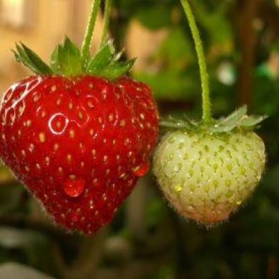 FRAGARIA VESCA