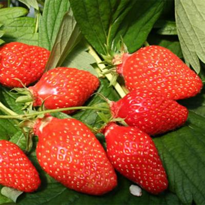 FRAGARIA V. GARIGUETTE-précoce