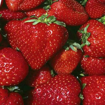 FRAGARIA VESCA NOVA GENTO-remontant