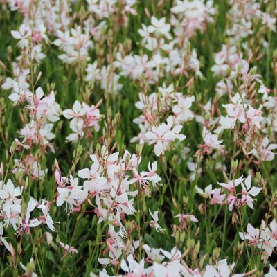 GAURA LIND. SHORT FORM