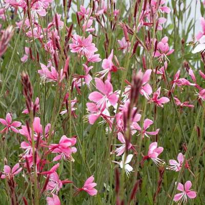 GAURA LINDH. SISKIYOU PINK