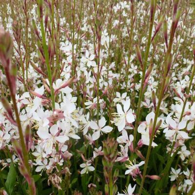 GAURA LINDH. WHIRLING BUTTERFLIES