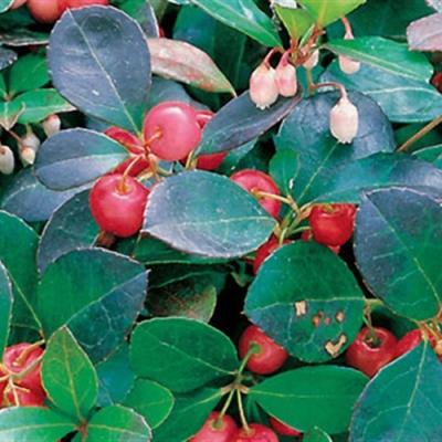 GAULTHERIA PROCUMBENS