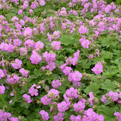 GERANIUM C. CAMBRIDGE