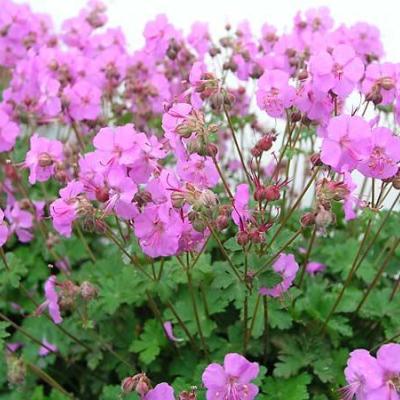 GERANIUM CANT. KARMINA