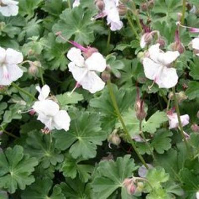 GERANIUM CANT. ST OLA