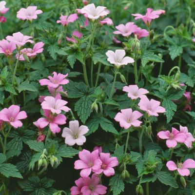 GERANIUM END. WARGRAVE PINK