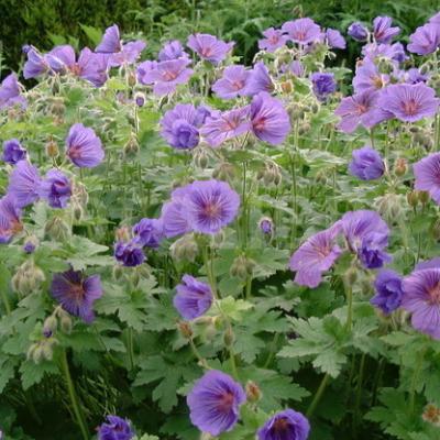 GERANIUM H. JOHNSON'S BLUE