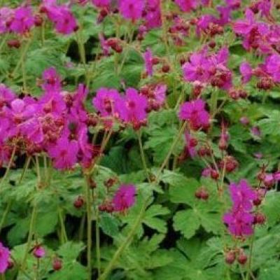 GERANIUM M. BEVAN S VARIETY