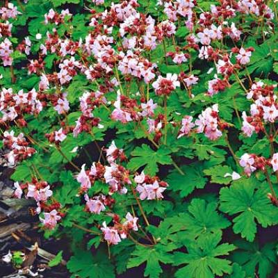 GERANIUM M. INGWERSEN'S VARIETY