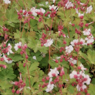 GERANIUM MACR. SPESSART