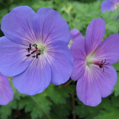 GERANIUM ROZANNE