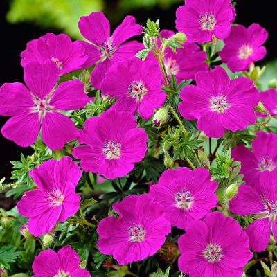 GERANIUM SANGUI. MAX FREI
