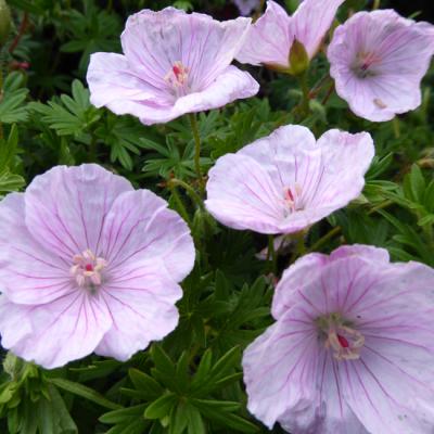 GERANIUM SANG. STRIATUM