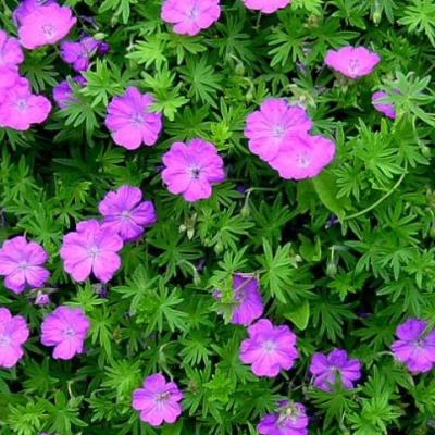 GERANIUM S. TINY MONSTER