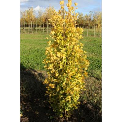 GINKGO BILOBA GOLD FLAME