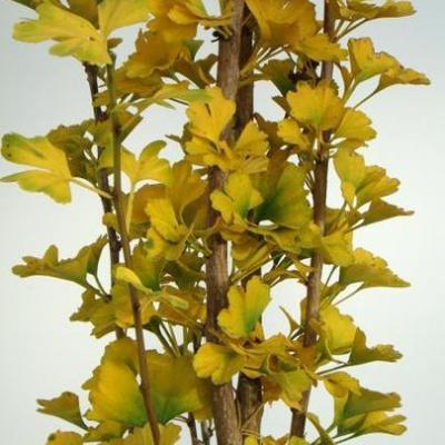 GINKGO BILOBA MENHIR