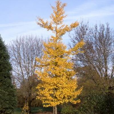 GINKGO BILOBA PRINCETON SENTRY