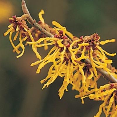 HAMAMELIS INT. ARNOLD PROMISE