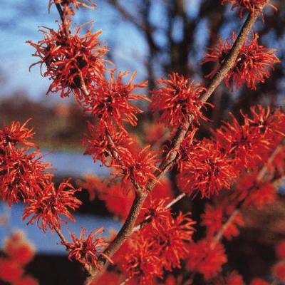 HAMAMELIS INT. DIANE