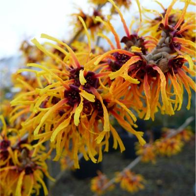 HAMAMELIS INT. ORANGE BEAUTY