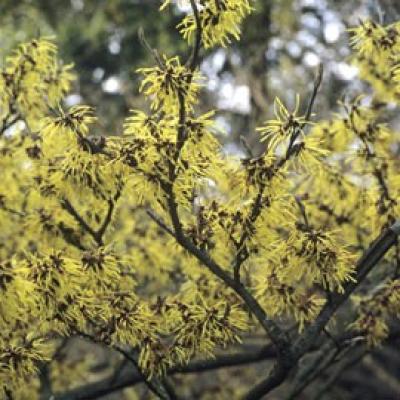 HAMAMELIS INT.PALLIDA