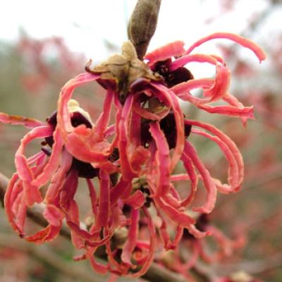 HAMAMELIS INT. RUBY GLOW