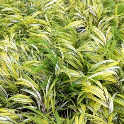 HAKONECHLOA MACRA AUREOLA