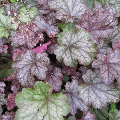 HEUCHERA AMETHYST MIST