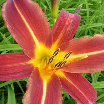 HEMEROCALLIS AUTUMN RED