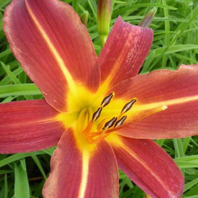 HEMEROCALLIS AUTUMN RED