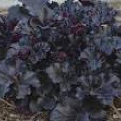 HEUCHERA BLACK PEARL
