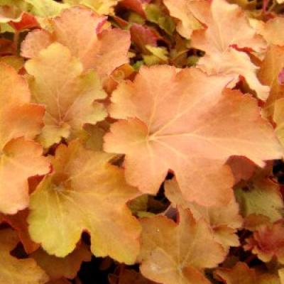 HEUCHERA CARAMEL®