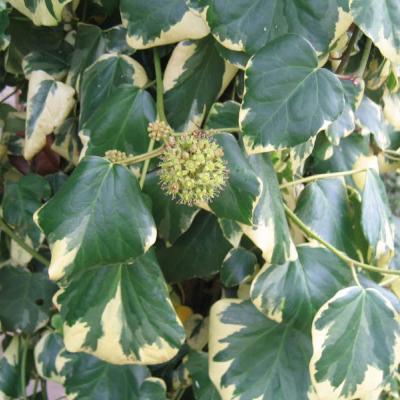 HEDERA COL. DENTATA VARIEGATA