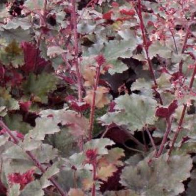 HEUCHERA CHOCOLATE RUFFLES®