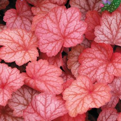 HEUCHERA GEORGIA  PEACH