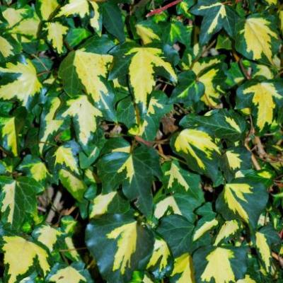 HEDERA HELIX GOLDHEART