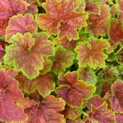 HEUCHERA MIRACLE