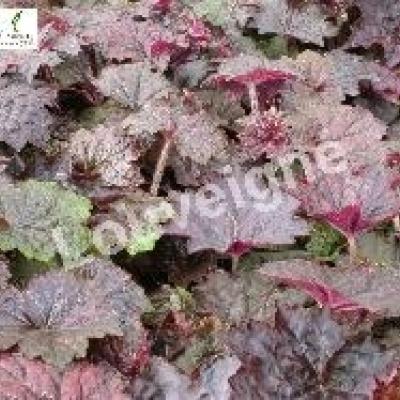 HEUCHERA MICR. PALACE PURPLE