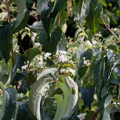 HEPTACODIUM MIC. TIANSHAN ®