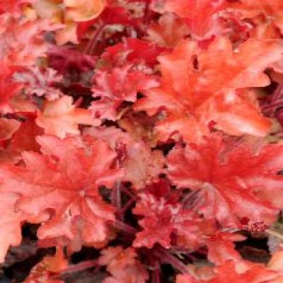HEUCHERA PEACH FLAMBEE®