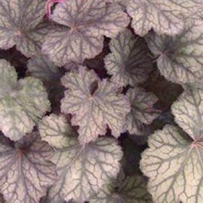 HEUCHERA PINOT NOIR®