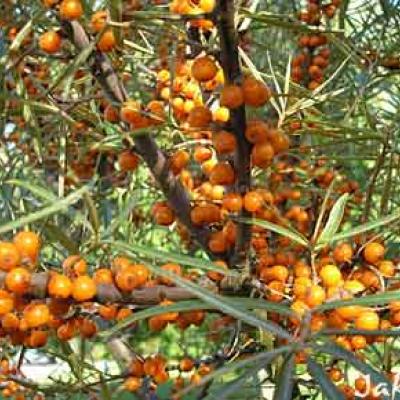 HIPPOPHAE RHAMNOIDES