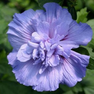 HIBISCUS SYR. BLUE CHIFFON ®